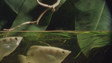 archer fish swimming in slomo. Spider on a branch above.
