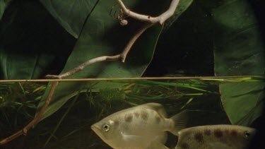 archer fish takes a bite of insect floating on waters surface.