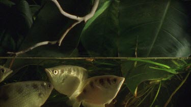 Insect is knocked off the branch and into the water by archer fish's water jet