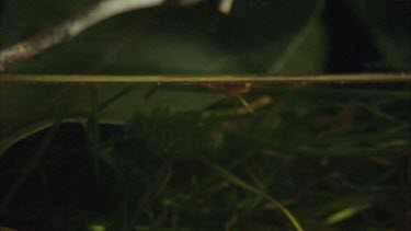 archer fish's water jet hits an insect on a branch. It's a bull eye but the insect remains on the branch.