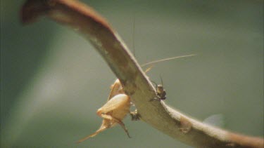 Insect is knocked off the branch and into the water by archer fish's water jet