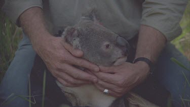 koala volunteer holding koala bear while attaching a radio collar around it's neck