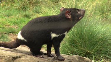 Curious Tasmanian Devil in a grassy field