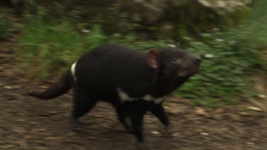 Tasmanian Devil walking on a path through tall grass