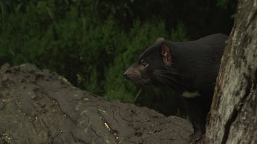 Close up of Tasmanian Devil hiding behind a tree