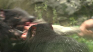 Researcher feeds a haunch of meat to a group of Tasmanian Devils