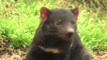 Tasmanian Devil sitting in sunny grass