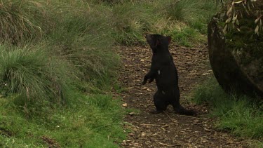 Tasmanian Devil walking on a path through the grass