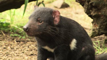 Tasmanian Devil sitting on a path then disappearing into a cave