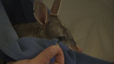 Nervous Bilby poking its head out from a blue cloth bag