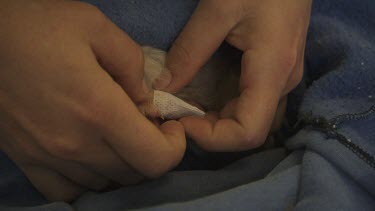 Bandaging a Bilby's leg