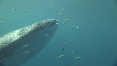 Diver is swimming with Whale Shark at Ningaloo Reef