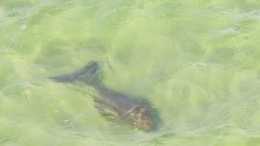 Aerial View of Shark Bay - Dugong Swimming