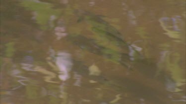 archer fish swimming below the surface *