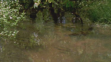 archer fish swimming below the surface *