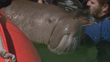 cu dugong head and then marine scientists beside zodiac with captured dugong apply satellite collar , see dugong nostrils clearly , girl throw satellite transmitter overboard the cut aways