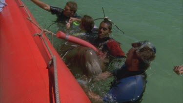 marine scientists beside zodiac with captured dugong apply satellite collar , researchers comforts dugong , transmitters is strung out and dugong swims off researchers watching