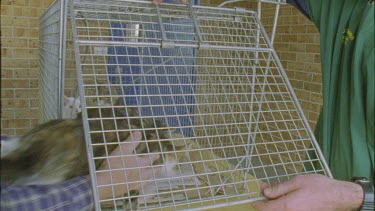 Feral Cat being placed in a cage