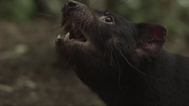 Close up slow motion footage of aggressive Tasmanian Devil