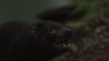 Close up slow motion footage of aggressive Tasmanian Devil