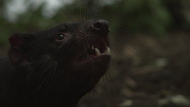 Close up slow motion footage of aggressive Tasmanian Devil