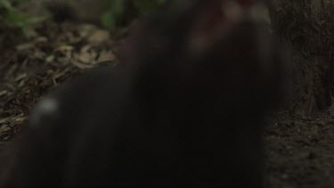 Close up slow motion footage of aggressive Tasmanian Devil