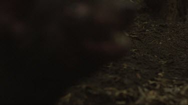 Blurry close up slow motion footage of aggressive Tasmanian Devil
