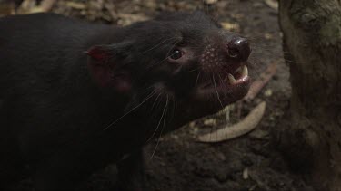 Close up slow motion footage of aggressive Tasmanian Devil