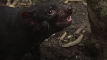 Close up slow motion footage of aggressive Tasmanian Devil