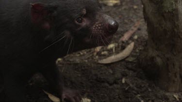 Close up slow motion footage of aggressive Tasmanian Devil