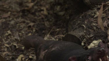 Close up slow motion footage of aggressive Tasmanian Devil