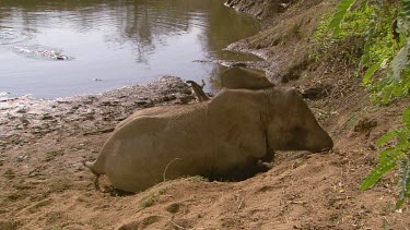 African elephant mammal lying down trunk raised struggling straining tired lazy standing day