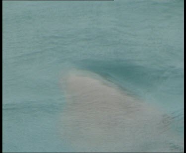 Dugong surfaces for air.