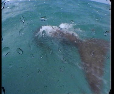 Dugong swimming close to surface.