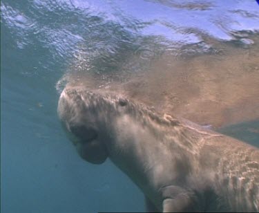 MCU head shot at surface showing unusual mouth dugong swims and rolls