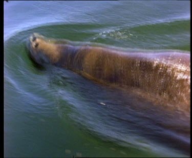 Cow and calf swim together over sea grass slow motion dive from surface