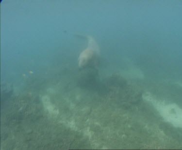 cow swims and flips over playfully