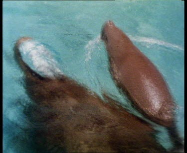 Cow and calf swim together over sea grass slow motion dive from surface to underwater
