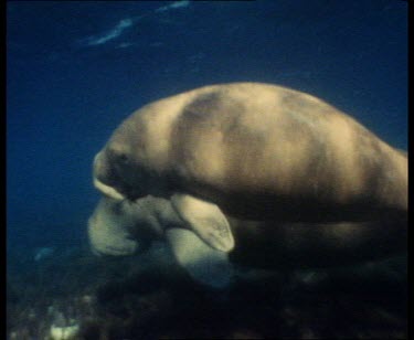 Cow and calf swim together over sea grass slow motion murky