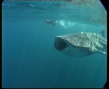 Whale shark feeding on planktonic crabs (krill) swimming through schooling fish.