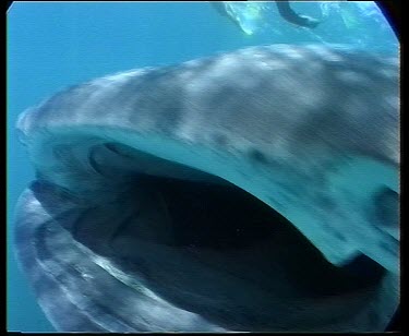 Whale shark feeding on planktonic crabs (krill) swimming through schooling fish. Large mouth open agape.
