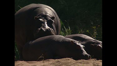 Hippopotamus lazing in the sun