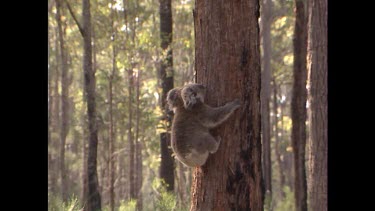 Koala climbing up a tree