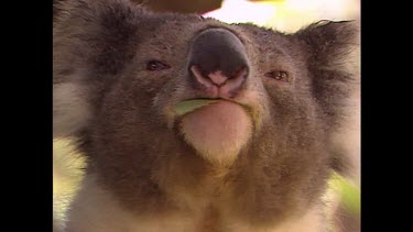 Head shot of koala munching on eucalyptus leaf