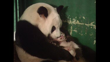 Panda bear in captivity holding young