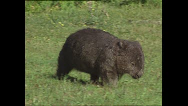 Wombat running across grass