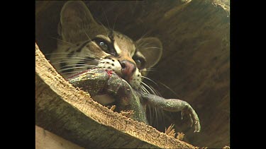 Margay with reptile in its mouth