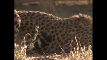 Cheetah eating meat