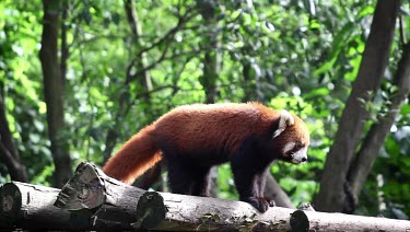 Four Red Pandas feeding on apples in zoo or park setting