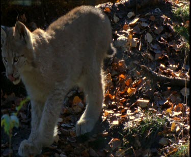 Lynx cub practice stalking hunting towards camera